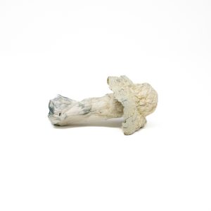 Albino Penis Envy Shrooms
