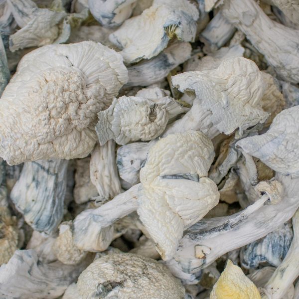 Albino Penis Envy Shrooms - Image 2