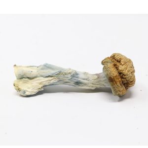 Pumpkin PE Shrooms